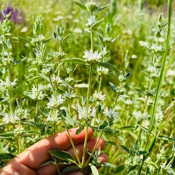 Marrubium peregrinum Flower