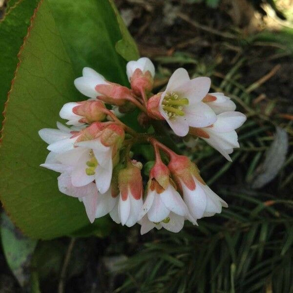 Vaccinium vitis-idaea Flower
