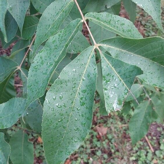 Carya glabra Folha