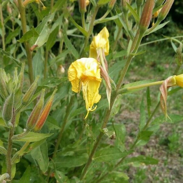 Oenothera villosa Fiore