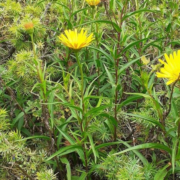 Buphthalmum salicifolium Flower