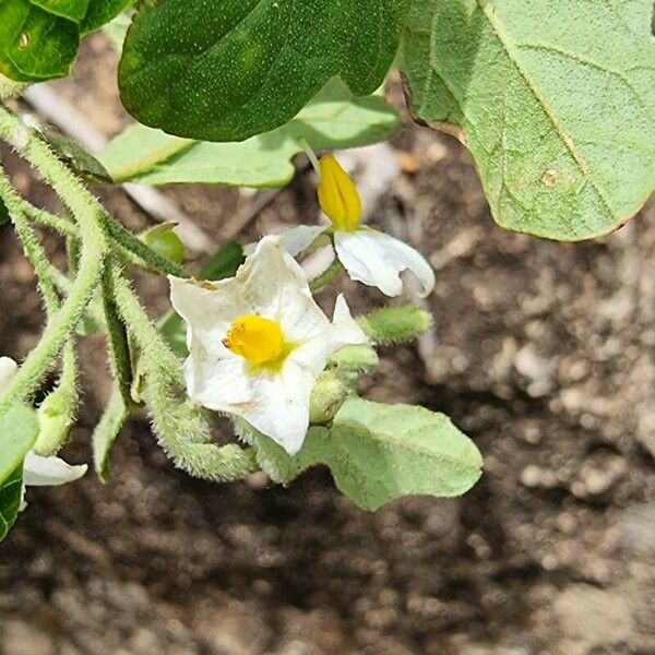 Solanum aculeastrum Flower