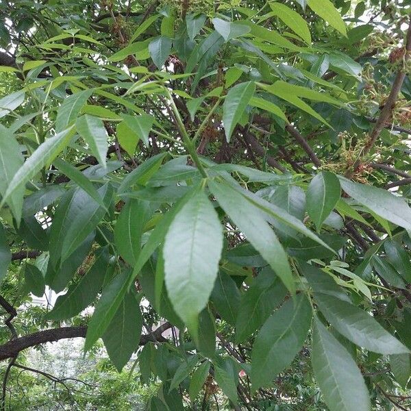 Fraxinus pennsylvanica Folha