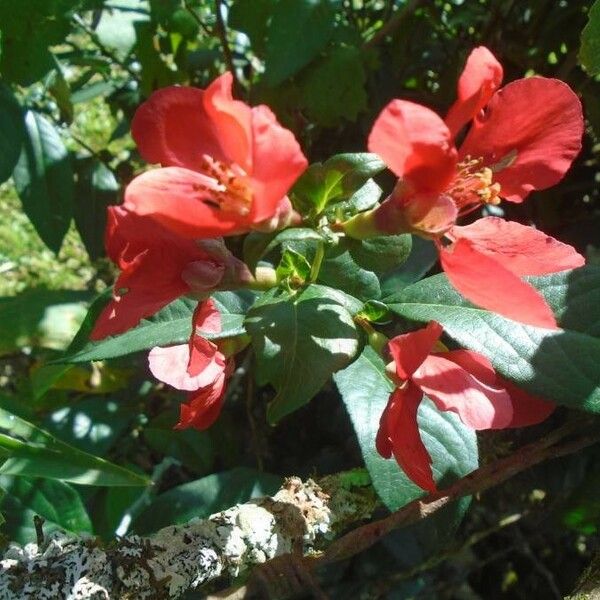 Chaenomeles japonica Flor