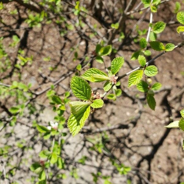 Prunus cerasus Feuille