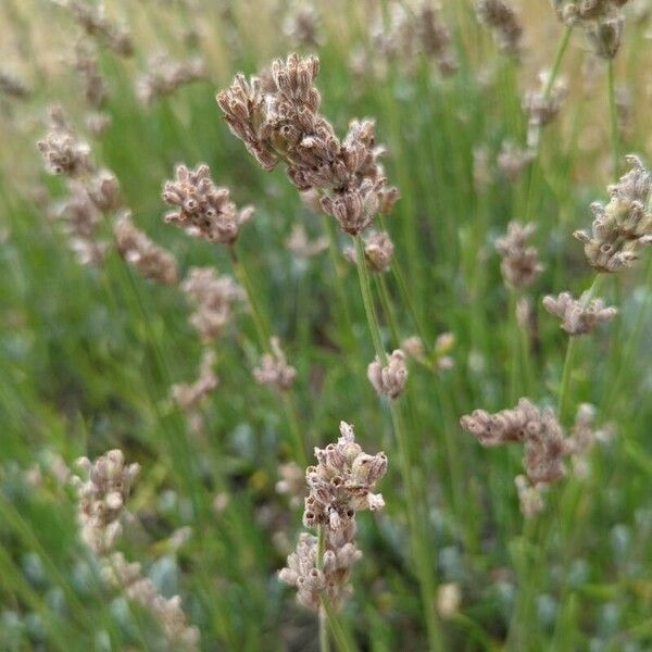 Lavandula angustifolia 花