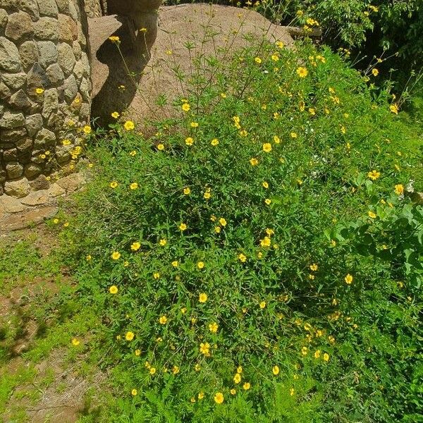 Aspilia mossambicensis Habit