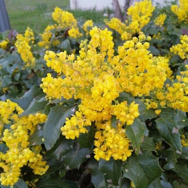 Berberis aquifolium 花