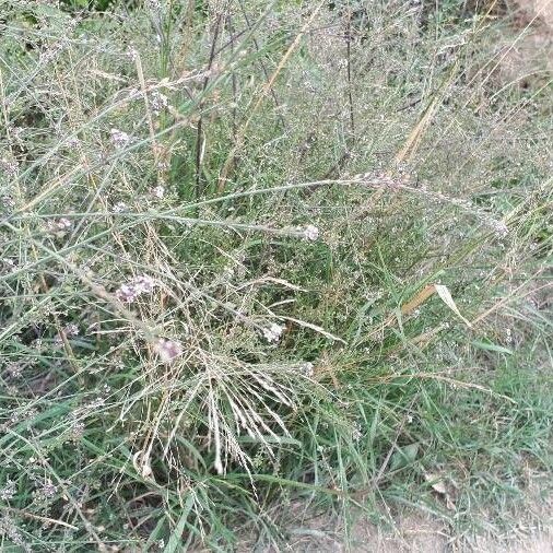 Lepidium graminifolium Flower