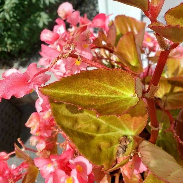 Begonia cucullata Leaf