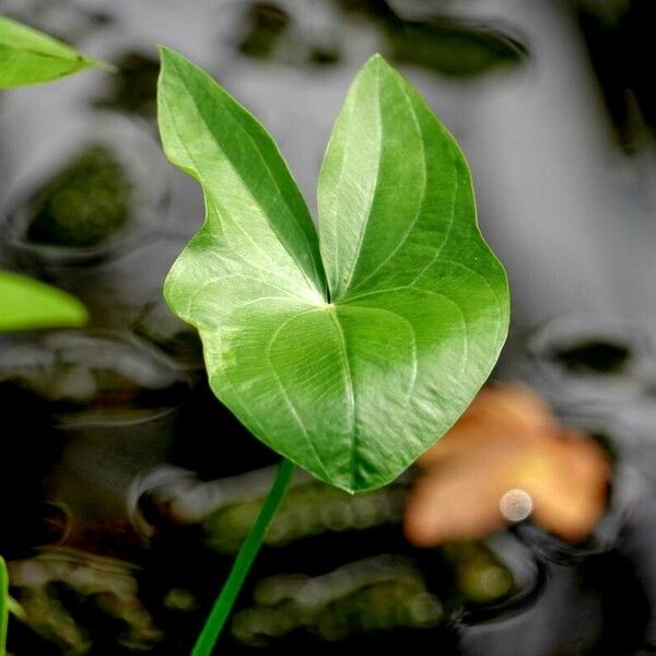 Sagittaria latifolia Leaf