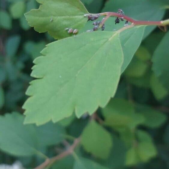 Spiraea chamaedryfolia Folio