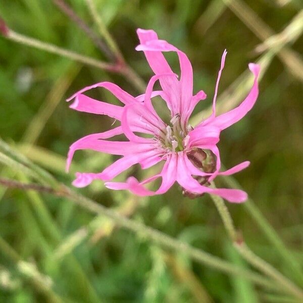 Silene flos-cuculi Floro