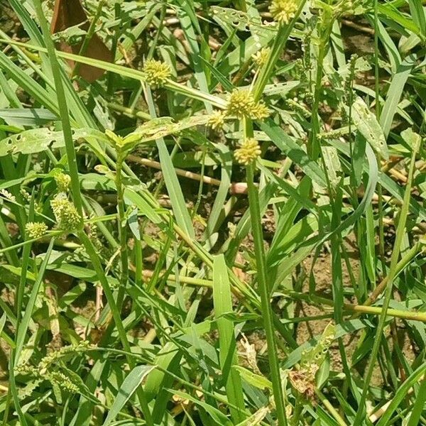 Cyperus difformis Çiçek