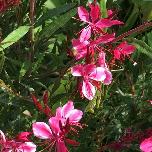 Gaura lindheimeri 其他