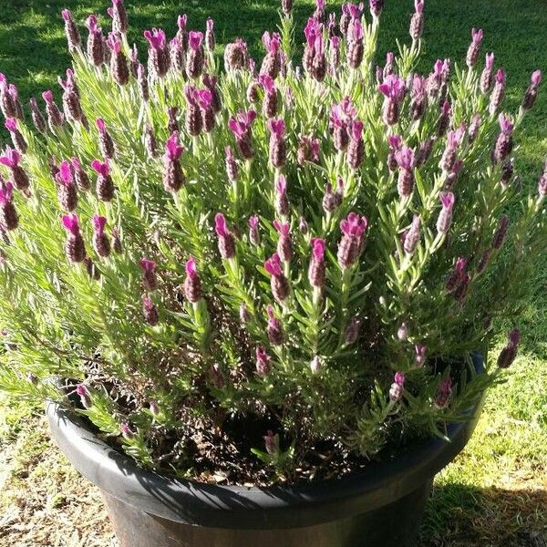 Lavandula stoechas Bloem