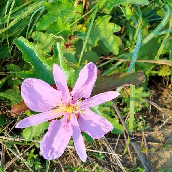 Clappertonia ficifolia Flower