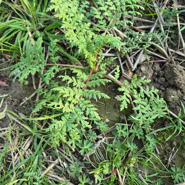 Phacelia tanacetifolia Yeri