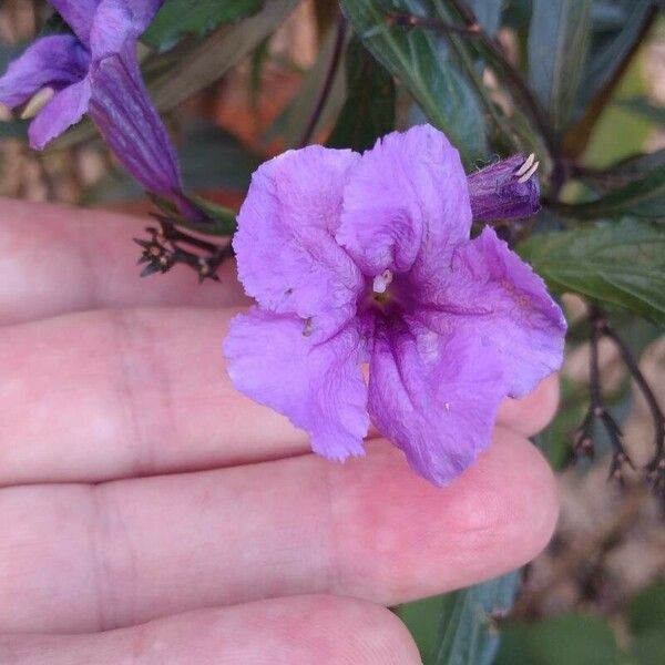 Ruellia simplex Flower