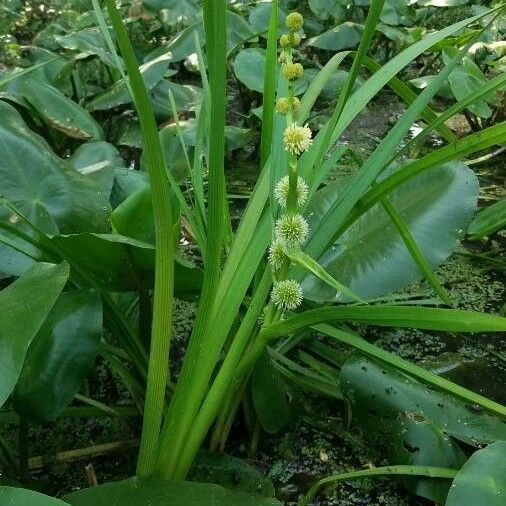 Sparganium erectum Natur