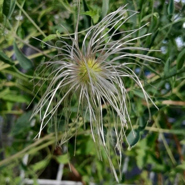 Clematis orientalis Hedelmä