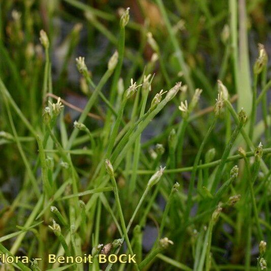 Isolepis fluitans Характер