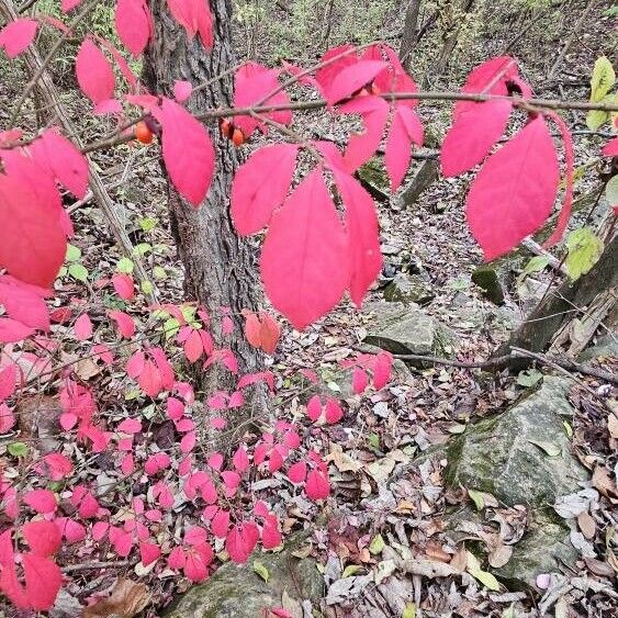 Euonymus alatus Foglia