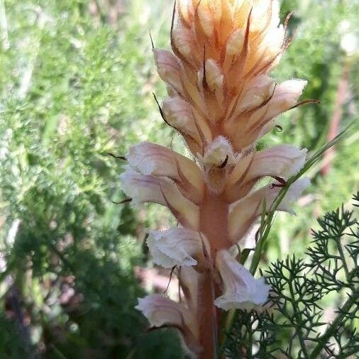 Orobanche minor Blomma