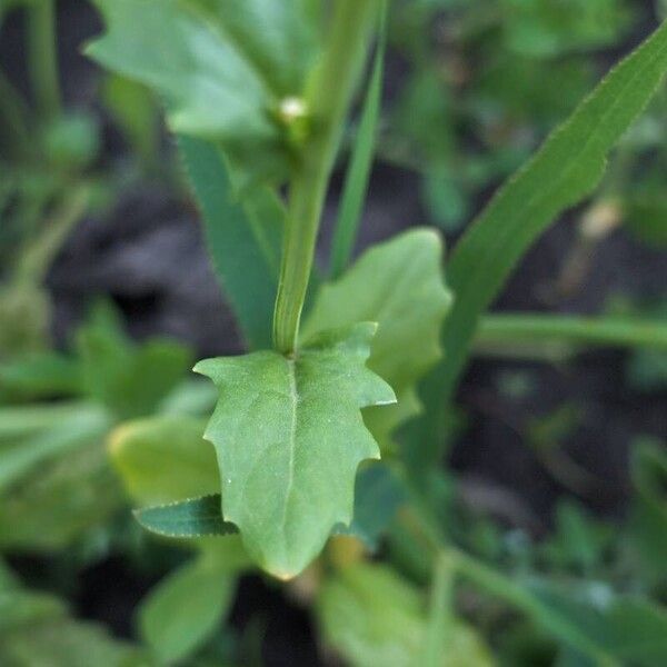 Thlaspi arvense Leaf