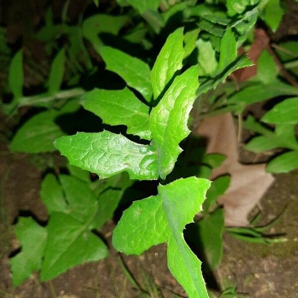 Sonchus oleraceus Liść