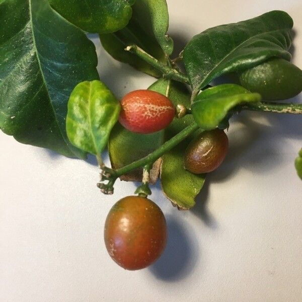 Triphasia trifolia Fruit