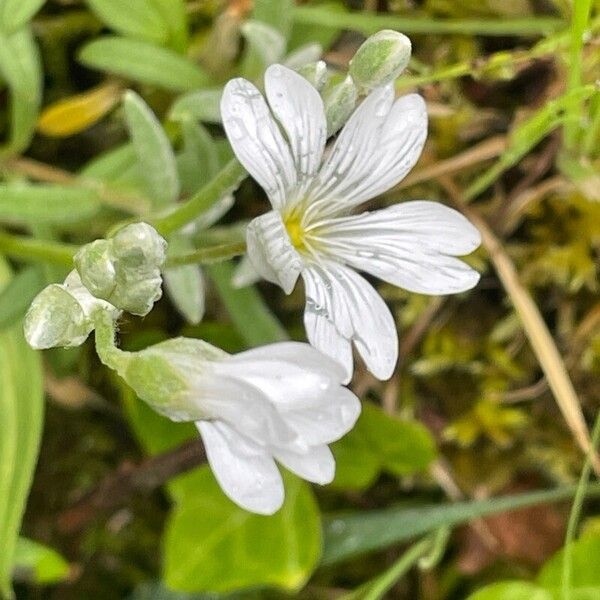 Cerastium tomentosum Květ