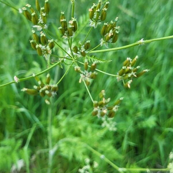 Chaerophyllum aureum Fruto