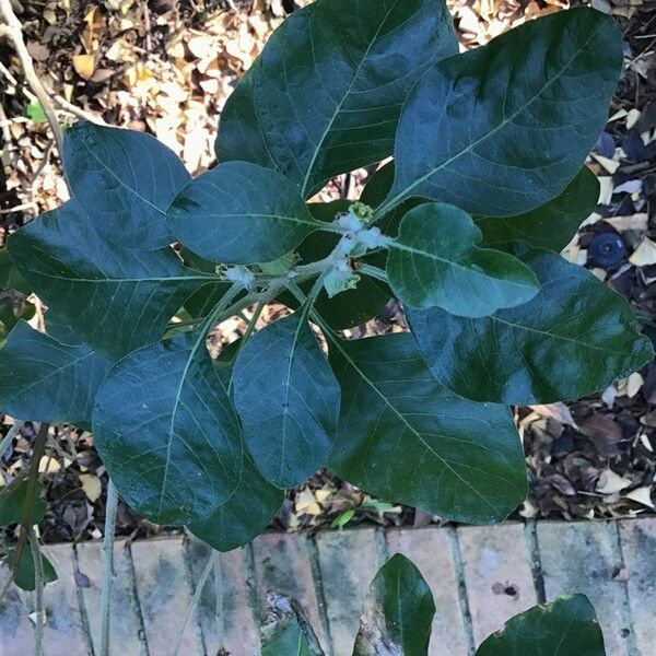 Withania frutescens Leaf