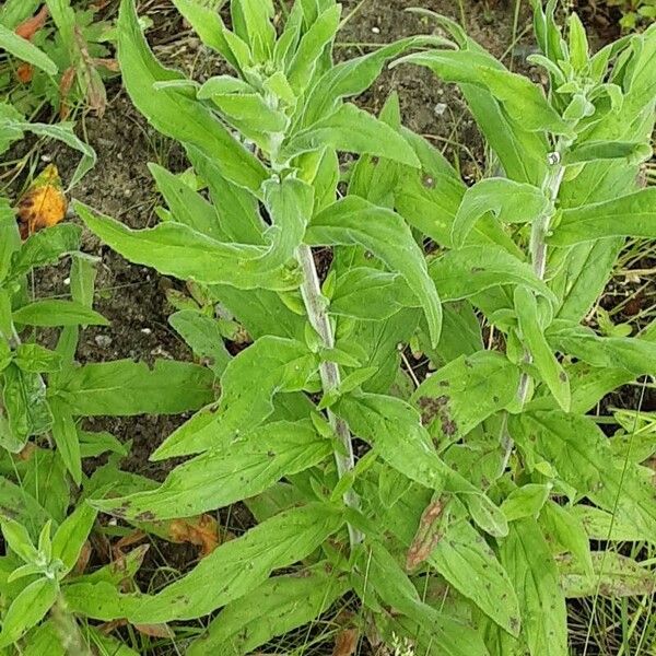 Epilobium parviflorum Habitat