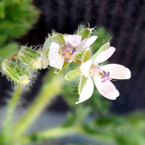 Erodium cicutarium Květ
