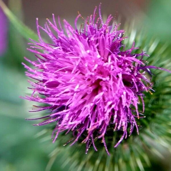 Cirsium vulgare Άλλα