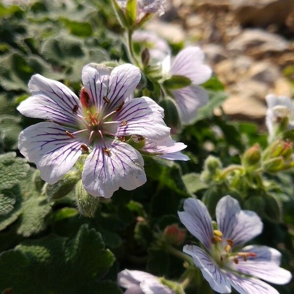 Geranium renardii പുഷ്പം