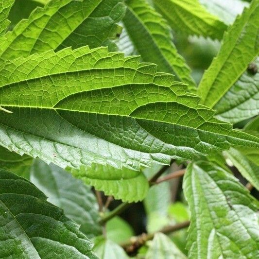 Boehmeria japonica Leaf