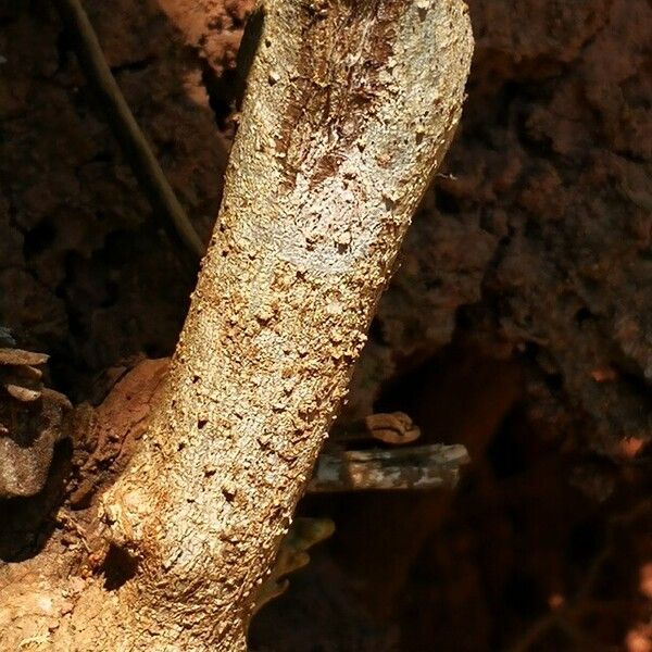 Argyreia nervosa പുറംതൊലി