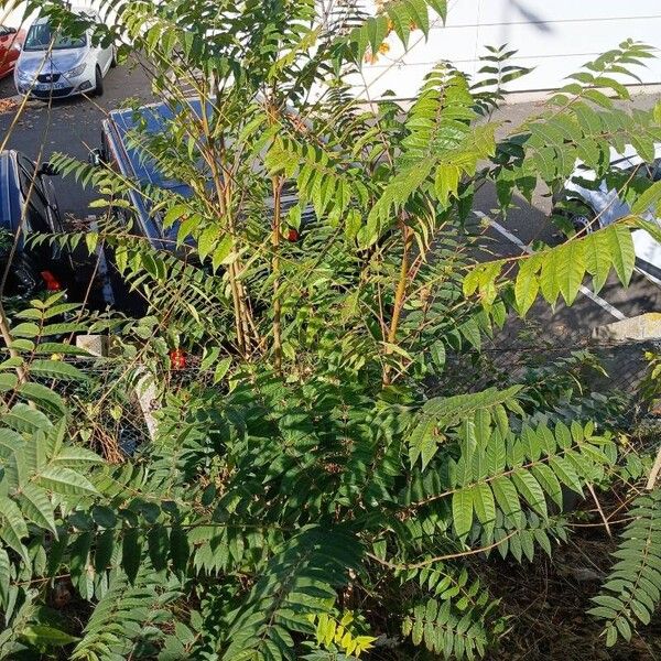 Ailanthus altissima Elinympäristö