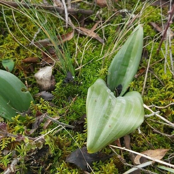 Himantoglossum calcaratum ഇല