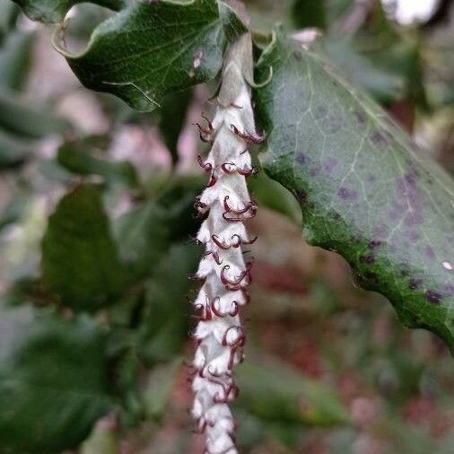 Garrya elliptica Flower