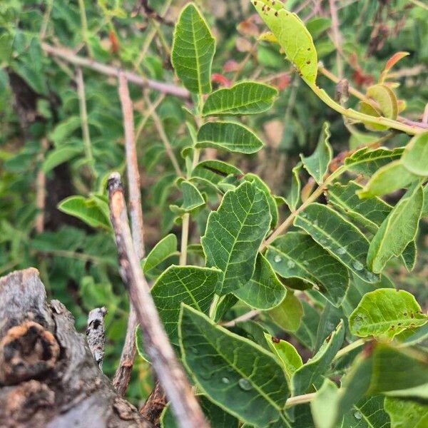 Sclerocarya birrea Leaf