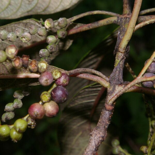 Tournefortiopsis reticulata Fruit