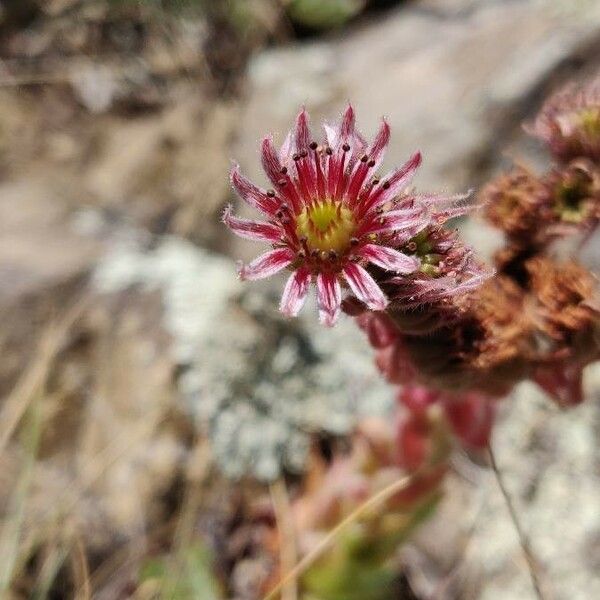 Sempervivum montanum Kvet