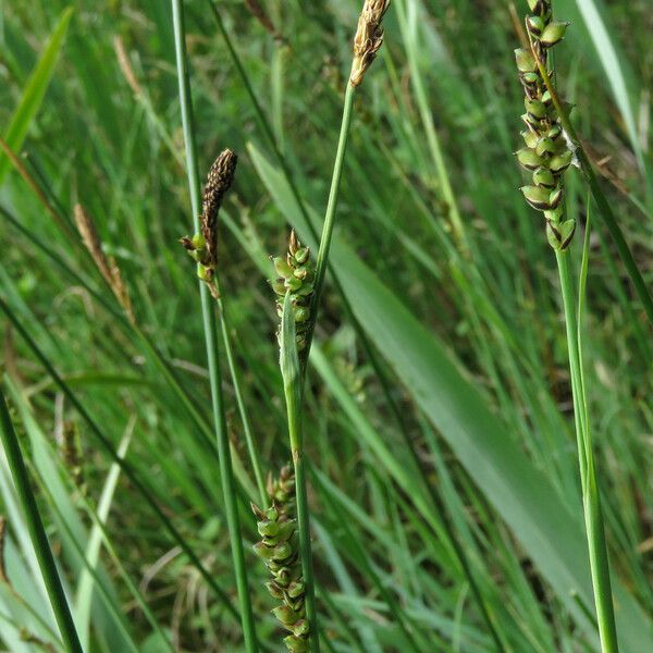 Carex panicea Habit