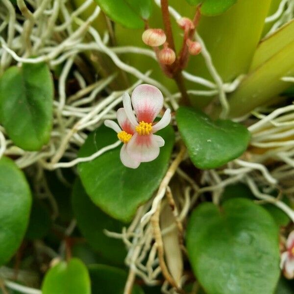 Begonia elaeagnifolia Flor