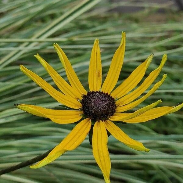 Rudbeckia fulgida Квітка