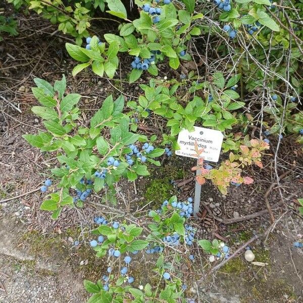 Vaccinium angustifolium Fruto